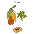 Papaya Carica papaya , or papaw, pawpaw, tropical fruit tree