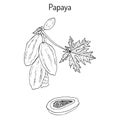 Papaya Carica papaya , or papaw, pawpaw, tropical fruit tree