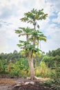Papaya Carica papaya tree growing, Uganda