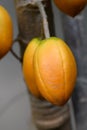 Papaya Cimarrona, Vasconcellea cauliflora, ripe fruit