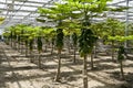 Papaya cultivation in greenhouses.