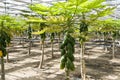 Papaya cultivation in greenhouses.