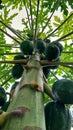 Papaya cultivation , tree with fruits. Royalty Free Stock Photo