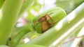 Papaya dried petals are peeling off and grow to products is vegetable or fruit from the bouquet or flower