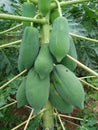 Papaya farmer in Thailand