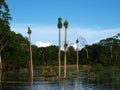 Papaya farmland flooded by Amazon