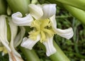 Papaya Female Flower