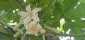 Papaya flower are blooming and buds in garden tropical fruit plant