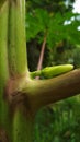 A papaya flower bud Royalty Free Stock Photo