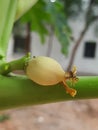 papaya flower bud Royalty Free Stock Photo