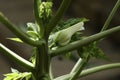 Papaya flower bud closeup. Pawpaw bud.