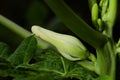 Papaya flower bud closeup. Pawpaw bud.