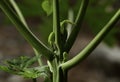 Papaya flower bud closeup. Pawpaw bud.