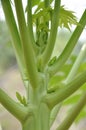 Papaya flower bud