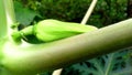 Papaya flower bud stock