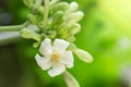 Papaya flower and buds in garden.