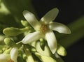 Papaya flower closeup details. Carica papaya.