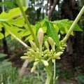 papaya flower or kates