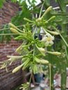 Papaya flower/ Kembang Kates