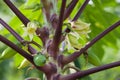 Papaya flower