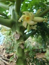 Papaya flower