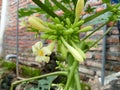 Papaya flower Royalty Free Stock Photo