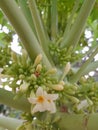 Papaya flower shot from close range Royalty Free Stock Photo