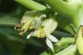 Papaya Flower on tree