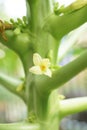 Papaya flower