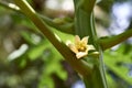 Papaya Flower