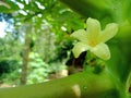 Papaya flowers are compound flowers Royalty Free Stock Photo