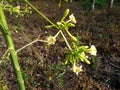 Papaya flowers have good benefits for healt