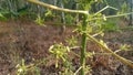 Papaya flowers have good benefits for health