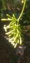 Papaya flowers ready to be harvested are illuminated by the afternoon sun Royalty Free Stock Photo