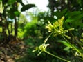 Papaya flowers are vegetables that are high in efficacy