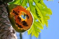 Papaya fruit bitten by animals