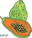 Papaya fruit coloring page. Graphic vector colorful doodle art f