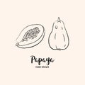 Papaya fruit drawing, Papaya pawpaw slice and whole juicy fruit. Sketch of papaya on white background. Vector