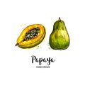 Papaya fruit drawing, Papaya pawpaw slice and whole juicy fruit. Watercolor papaya on a white background. Vector