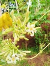 Papaya fruit flower Royalty Free Stock Photo