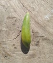 papaya fruit green mixed with yellow on a wooden background Royalty Free Stock Photo