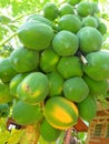 Papaya fruit growing on tree