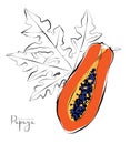 Papaya fruit with leaf, colorful vector illustration Royalty Free Stock Photo