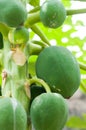 Papaya fruit in a papaya tree Royalty Free Stock Photo