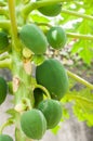 Papaya fruit in a papaya tree Royalty Free Stock Photo