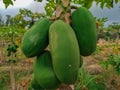 Papaya fruit pepaya looks fresh ready to be harvested