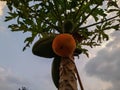 Papaya fruit pepaya looks fresh ready to be harvested