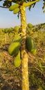 Papaya fruit pepaya looks fresh ready to be harvested