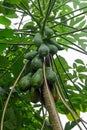 Papaya fruit ripening on the tree, vertical composition. Aka papaw, pawpaw. Carica papaya.