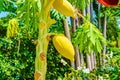 Papaya fruit in Saranrom Park of Bangkok, Thailand Royalty Free Stock Photo